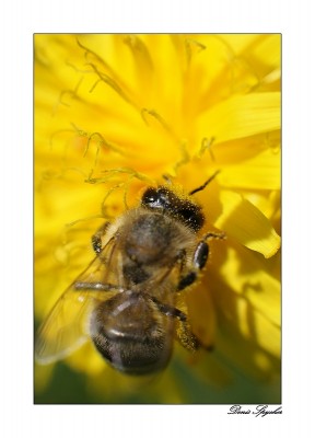 Dans le pollen 2 re.jpg