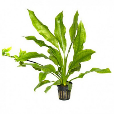 tropica-pot-echinodorus-bleherae-plante-pour-aquarium.jpg