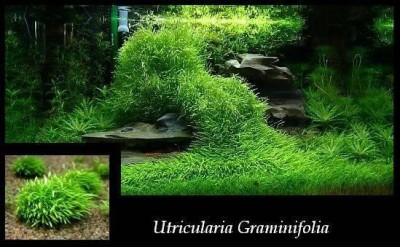 utricularia graminifolia.jpg