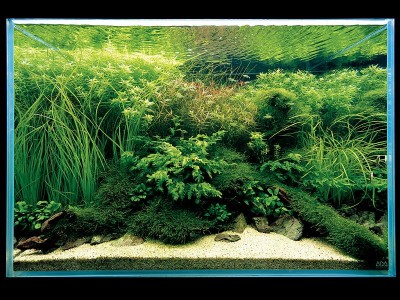 aquarium-amano80.jpg